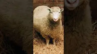 Do you know what happened to the first cloned animal?