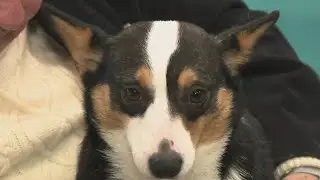 Rescuing dogs from China meat trade