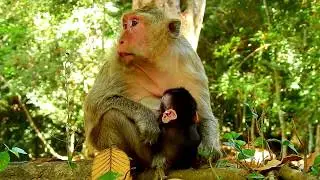 OLD MOM BUTTER FEEDING BABY BUTTON I BUTTON SLEEP VERY WELL
