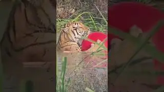 as onça de hoje em dia estão diferentes