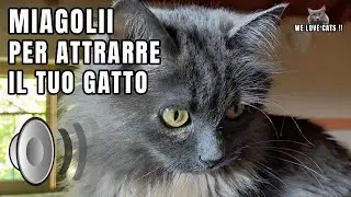 Gatto che miagola | Suoni per attrarre gatti - Prod. By 