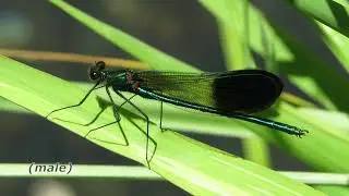 River Jewelwing Damselflies