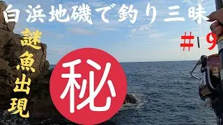 白浜地磯でタマンモンスター‼️#釣り #底物 #地磯 