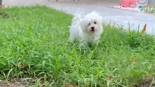 Maltipoo Puppy Compilation