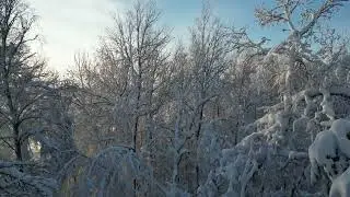 Winter forest