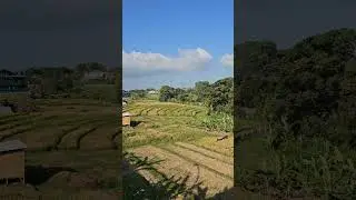 Bali Disco