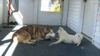 Siberian Husky playing with American Eskimo