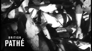 Oil From A Killer!  AKA Killer Sharks (1940-1949)