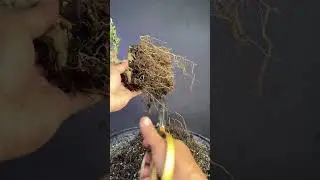 root training