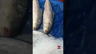 Silver Hilsa of Bangladesh#shorts#19#kmoon in greece