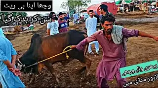 Lahore mandi lag gai | Shahpur kanjra mandi lahore 2022 | cow mandi 2022| Cattle of Pakistan 2022