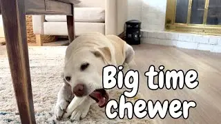 These Rawhide Chews Actually Last Longer