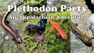 FINDING THE RAREST SALAMANDERS IN THE WORLD!!! | Plethodon Party: An Appalachian Adventure