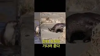 수달 1년은 가족이 함께한다 #otter #family #animals #ecotourism