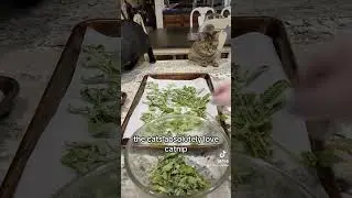 Выращивание кошачьей мяты из семян &mdash; Deck Garden