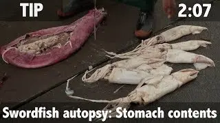 Swordfish Autopsy: Stomach Contents