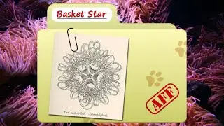 Basket Star facts  fancy brittle stars   Animal Fact Files - Invertebrates اللافقاريات