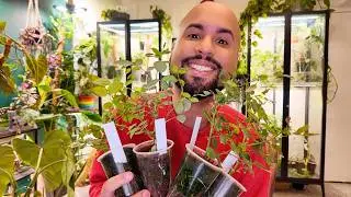 Update on Rose Cuttings and I Have to Have Surgery