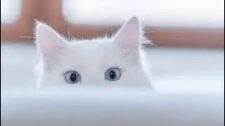 Cute Cat compilation videos