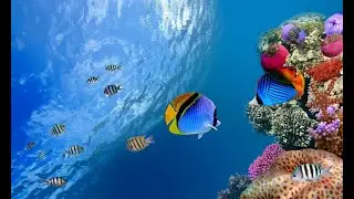 Colourful World Under Ocean #4K #HD #Discovery