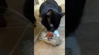 Funny Dogs & Chirping Birds #cats #cattoys #chirpingbirds #petlover