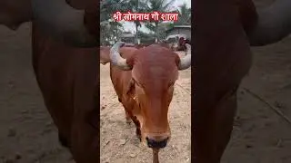 #song #music #love #dj #cow #ankurmonuflute #lovesong #bull #dipaksurflute #classicalmusic #इंडियन