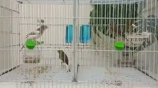 Reproduction canaris en cage