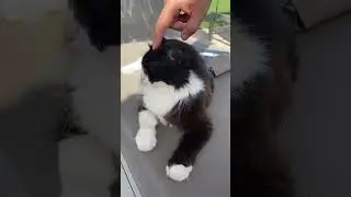 There are a lot of cats in Cyprus! #cats #cyprus