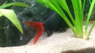 Pleco vs Red Tailed Shark
