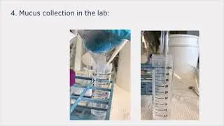 Potential uses of jellyfish mucus