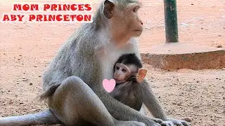 Princess Monkey Cares & Breastfeeds Lovely Baby Princeton Peacefully