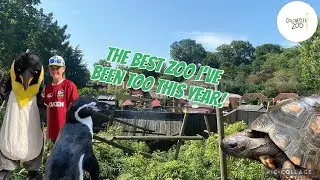 Virtual Tour through one of the BEST ZOOS in the UK! Colchester Zoo | Part 1