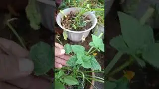दांतदर्द पौधा (अकरकरा)//Toothache Plant(Acmella paniculata)Natural Analgesics and Oral Health Aids!
