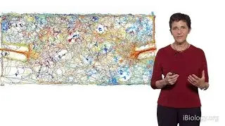 Deborah Gordon (Stanford) 2: The Evolution of Collective Behavior