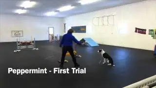 Wag It Games Agility Trial Feb 7 2015