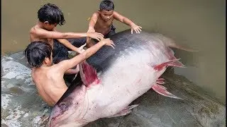 Primitive Technology KH Cooking Giant Fish - Survival Skills Catch Big Fish and Eating Delicious