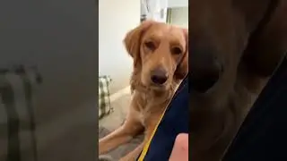 Just a a little sweet treat, please! #funny #comedy #dog