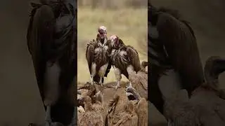 Scavenging Vultures #scavengers #nature #wildlife #vulture #birds #cute #beautiful #wonder HA70255