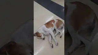 Indian street dog shivering due to cold. please help. #shorts #dog #doglover