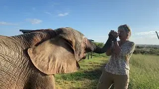The Long-Term Rewilding of the Jabulani Herd & Elephant Orphans
