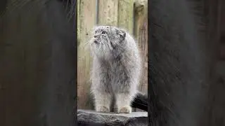 Pallas's Cat Vocalization (Spoiler: They Honk!)