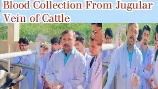 Blood Collection From Jugular Vein of Cattle| Blood Collection Method From Animals
