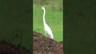 How Tall are These Birds |Great White Egret and Blue Herons #greatwhiteegret #teambird #egret