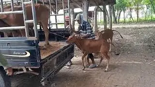 NADANDO EN EL SAN JORGE, cow unloading