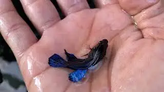 mostrando todos mis peces bettas thailand indonesia y república Dominicana