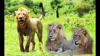 Big Young Male Lion! Zaza, Son Of Gomondwane Tank, Is HUGE! Kruger National Park!#lion