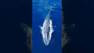Whale Fish Amazing Facts 🐟 #whalefish #seaworld #interestingfacts  #shorts