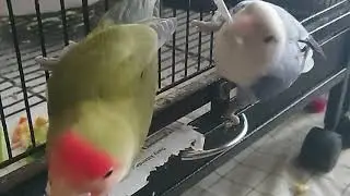 Nap & Blue, Female Lovebird Shredding Paper ASMR ! #lovebird #cute #funny #bird  #entertaiment #asmr