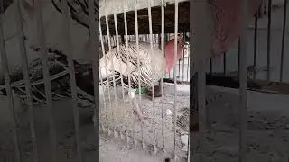 Turkey bird male #shorts #ytshorts #trendingshorts #youtubeshorts #viral