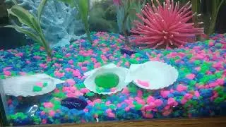 How to feed your fish for beginners using top Fin tropical colors inhansing flakes an AGI chemicals